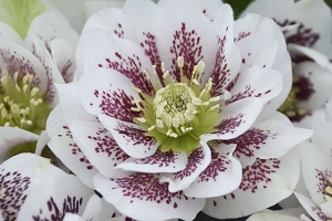 Helleborus 'Confetti Cake' 